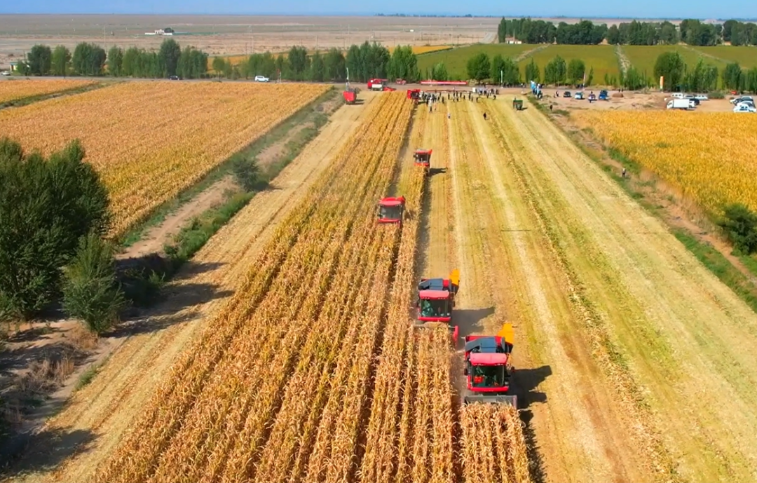 推進制種玉米機械采收 給敦煌種業(yè)振興插上科技的翅膀 —— 敦煌種業(yè)農業(yè)服務有限公司隆重開業(yè) 召開機械化采收演示會